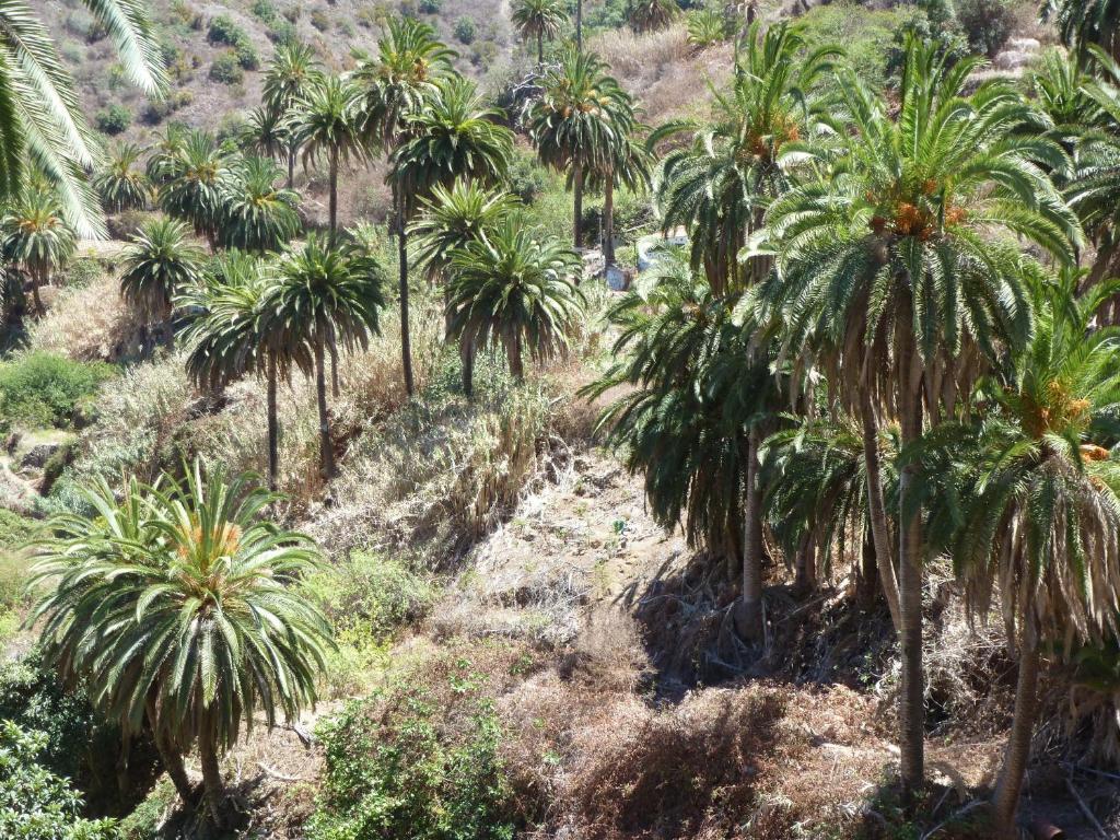Apartamentos Bellavista Gomera Playa de Santiago  Eksteriør billede